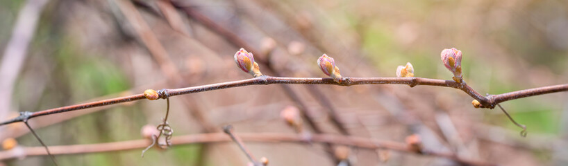 Wall Mural - Pano of bud break on a grapevine