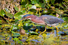 Close Up Green Heron Fishing In The Pond