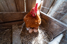 Closeup Of A Chicken On The Eggs On Hay In A Barn In The Village