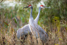 Pair Of Sandhill Cranes During Mating Season Close Up