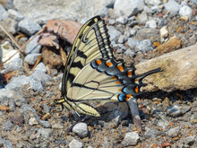 Close Up Of An Eastern Tiger Swallowtail Butterfly