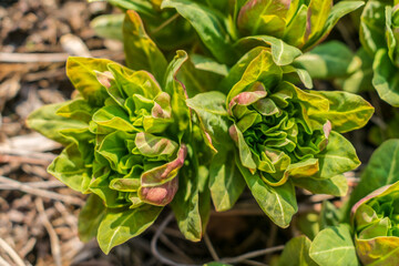 Young bright green spring grass