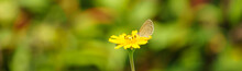 View Of Mini Brown Butterfly On Yellow Flower With Green Nature Blurred Background  With Copy Space Using As Background Insect, Natural, Ecology, Fresh Cover Page Concept.