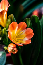 Blooming Clivia Flower