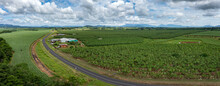 Aerial Drone View Of Bananas Growing Next To Sugar Cane In Fields In South Johnstone, Far North Queensland, Australia