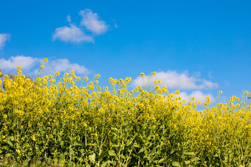 field of yellow flowers