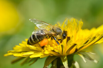 Wall Mural - Honey bee close up on dandelion flower. Bee full of pollen collecting nectar on a wild yellow dandelion flower, blurred green spring background