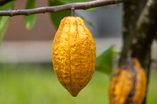 A Very Large Yellow Ripe Cocoa In A Thai Plantation But Big Ones, Many Seeds Inside, Green Leaves In An Orchard.