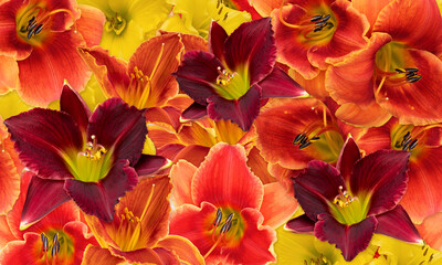 Wall Mural - Orange yellow and burgundy daylily flowers. Floral background
