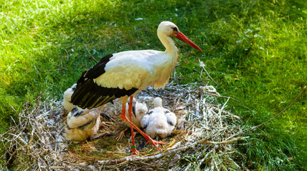 White stork bird - latin Ciconia Ciconia - with juvenile nestlings in nest in a zoological garden during spring nesting period