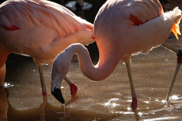 Chilean Flamingo (Phoenicopterus chilensis) two Chilean flamingo isolated on a natural background