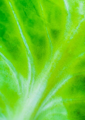 Wall Mural - Green cabbage texture background. Close up. Macro photo. Vertical leaf wallpaper.