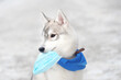 Little puppy dog breed Siberian husky sits blue handkerchief holds a medical mask in the teeth Beautiful gray puppy reminds of protection from the virus
