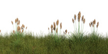 Grass Cutout On A White Background