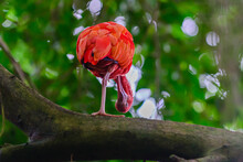 Tropical South American Bird, In Red Colors