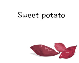 Isolated  three Sweet Potato on white background with text. Food ingredients vector illustration. Close up hand drawing vector.