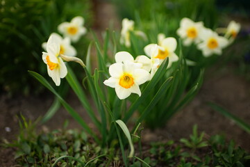 Pale yellow narcissus flowers grow in a spring garden