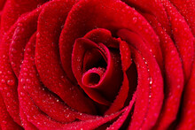 Rose. Macro Photo Of A Red Rose With Dew Drops On The Petals. Red Rose Close Up.