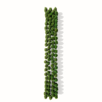 Concept or conceptual group of green forest tree isolated on white background, the font I. 3d illustration metaphor for nature, conservation, global warming, environment, ecology, climate