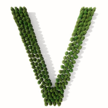 Concept or conceptual group of green forest tree isolated on white background, the font V. 3d illustration metaphor for nature, conservation, global warming, environment, ecology, climate