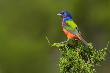 Wall Mural - Painted Bunting, Passerina ciris