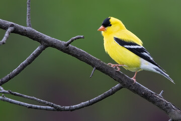 american goldfinch, spinus tristis