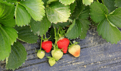 Wall Mural - plants de fraises