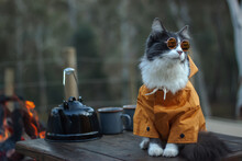 Domestic Medium Hair Cat In Yellow Jackets Hoodie Wearing Sunglasses Sitting And Relaxing On Rustic Table. Blurred Background. Campfire In Forest, Outdoor Adventure Cat