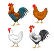 Chickens set vector illustration in Color. Brown and white Hen and Rooster. Male and female chickens set