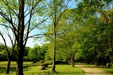 Fototapeta Na ścianę - 癒しの緑　道　風景　穏やかな春の日