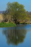 Fototapeta Pomosty - lake view in spring, reflections in the lake.