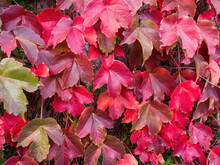 Red Boston Ivy Leaves