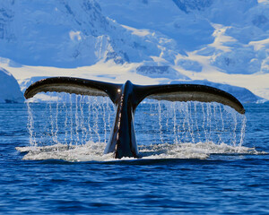 Wall Mural - A Humpback Whale reveals its fluke as it dives deep into Wilhelmina Bay, Antarctica