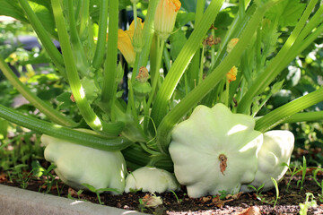 The young and mature fruits of the white scallop squash lie on the ground. A patisson plant bush with yellow flowers and different sized pattypans grows in the garden bed. It's summer and sunny. 