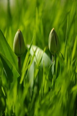 Wall Mural - Young tulip flowers with closed buds grows in lush green grass