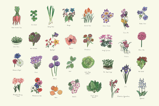Flowers, herbs, vegetables gardening illustrations vector set