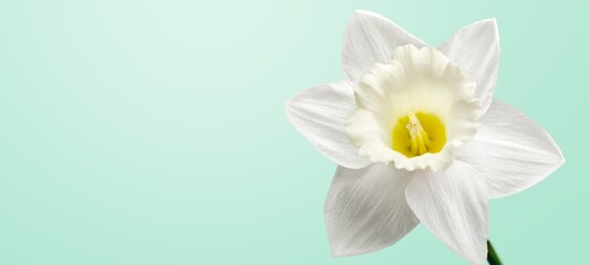 Wall Mural - Daffodil.