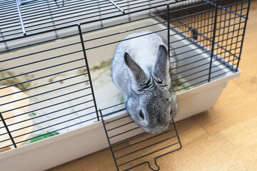 Grey rabbit sitting in open cage, close-up of rabbit muzzle, natural light, farming. bunny domestic anima, home pet