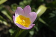 small tulip  pink yellow garden