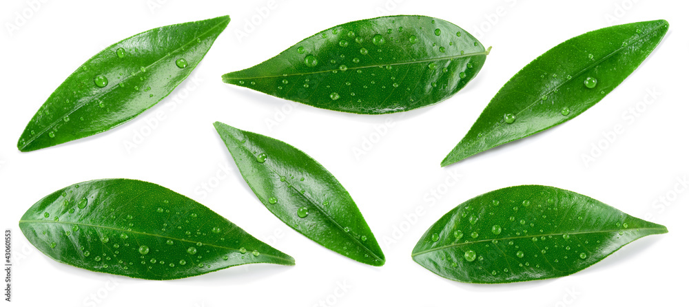 Citrus leaves on white. Orange, lemon, lime, tangerine wet leaf isolated. Leaf set with drops top view. Leaves flat lay. - obrazy, fototapety, plakaty 