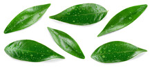 Citrus leaves On White. Orange, Lemon, Lime, Tangerine Wet Leaf Isolated. Leaf Set With Drops Top View. Leaves Flat Lay.