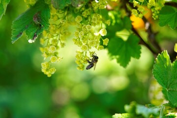  eine Biene in Marco an Johannisbeere Blüten 