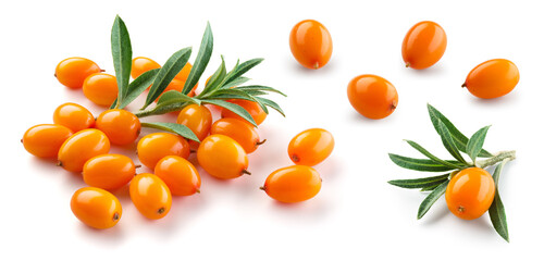 Wall Mural - Buckthorn isolated. Sea-buckthorn on white background. Fresh buckthorn on branch with leaves.