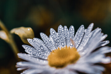 Poster - Closeup shot of water droplets on a chamomile flower