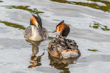 Sticker - Two Great Crested Grebe swimming in the water with chickens on the back