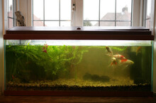 Dirty Coldwater Fishtank