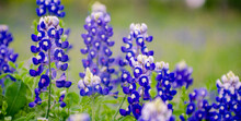 Bluebonnet Flowers In A Field