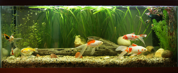 Coldwater fishtank