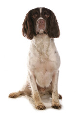 Wall Mural - Springer Spaniel