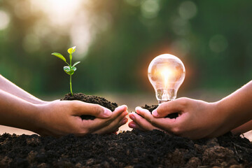 Wall Mural - hand holding young plant and ligh bulb. concept saving energy. eco earth day